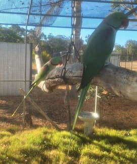 Birds parrots