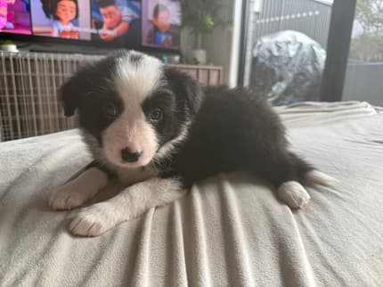 dogs border collie pups gumtree
