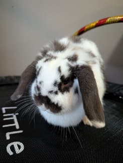 Broken Butterfly Rabbit