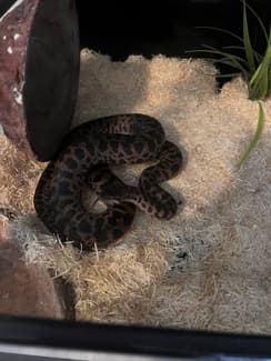 Spotted Python and enclosure