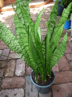 peace lily sensation Spathiphyllum 'Sensation' – The Plant Lady SF main image 0