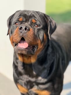Rottweiler | Dogs & Puppies | Gumtree Australia Mackay City - Mackay ...