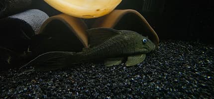 Exotic Wild Cory & Blue Eye Panaque Pleco , Luteus | Fish | Gumtree ...