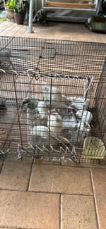 Babies rat 5 weeks old | Other Pets | Gumtree Australia Ipswich City ...