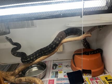 Molly Darling Python Murray darling python