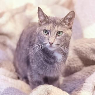14483 : Isabel - CAT for ADOPTION - Vet Work Included | Cats & Kittens ...