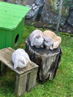 Eight Week Old Lop Rabbit Dwarf Lop Harlequin Rabbit babies 8 weeks and ready to go | Rabbits ...