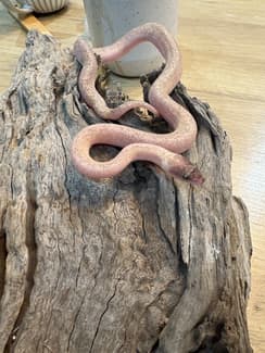 Windora Stimson Python Marble/T+ Children’s Pythons, Windorah H. T+ Stimson | Reptiles ...