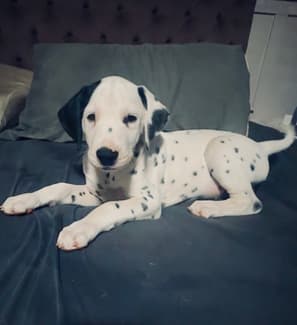 dalmatian Dogs Puppies for Sale in Australia Gumtree Pets