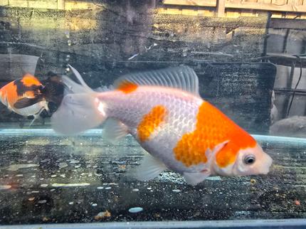 Buy 4 (minimum) Large Hoi Kim Aquarium or Pond Goldfish for 150 Dollar ...