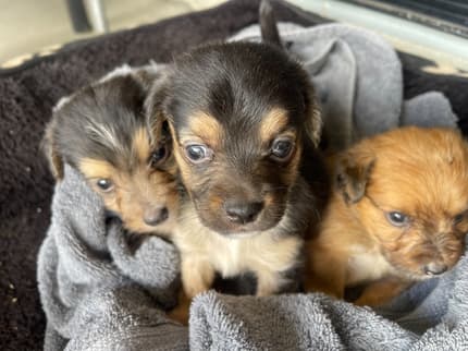 JACKAPOO puppies for sale. 3 boys. Jackapoo [mum] x Jackrussel [dad ...