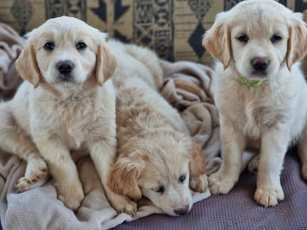 Border Golden Rassi Golden Retriever Border Collie Cross Puppies