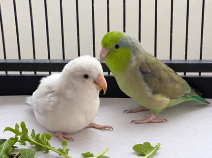 Two Male Parrotlets – Free to Loving Home | Birds | Gumtree Australia ...