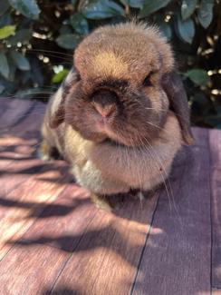 Lop Rabbit All MINI LOP RABBITS | Rabbits | Gumtree Australia Shoalhaven Area - Berry ...