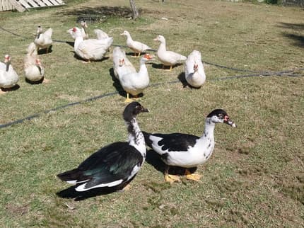 Muscoby Drake Muscovy drakes, brothers . they get along so well. | Livestock ...