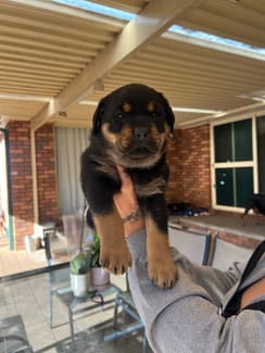 purebred bobtail rottweilers