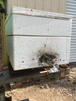 Native Bee Hive - Other Garden in Mackay QLD | Gumtree Australia