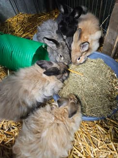 Female Angora Cross Rabbits | Rabbits | Gumtree Australia Belconnen ...