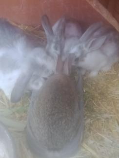 Free 8 weeks old baby bunnies in Albany
