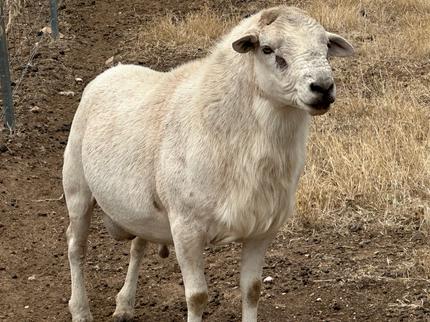 Quality Australian White Sheep Rams | Livestock | Gumtree Australia ...