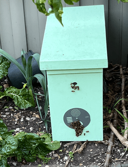 Bee Hive Swarm Box with good colony of bees - Other Home & Garden in ...