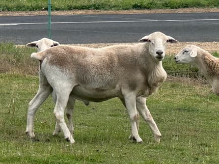 Fully shedding pure Aussie White Ram | Livestock | Gumtree Australia ...