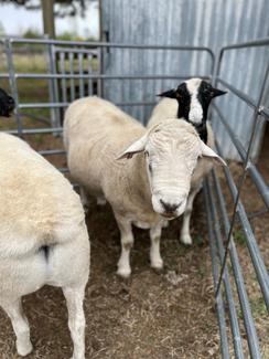Aussie White Ram | Livestock | Gumtree Australia Cabonne Area - Spring ...