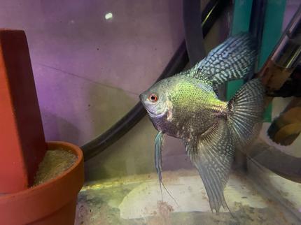 Blue angelfish | Fish | Gumtree Australia Melton Area - Brookfield ...