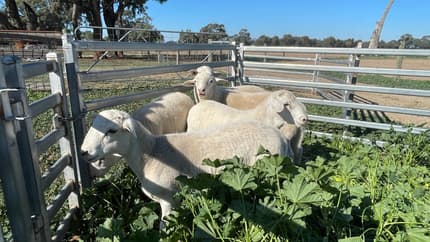 Australian White Rams | Livestock | Gumtree Australia Campaspe Area ...
