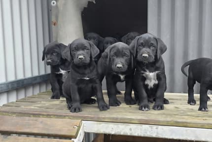 Wire Hair Lab German Wirehaired Labs | Dogs & Puppies | Gumtree Australia Towong Area ...