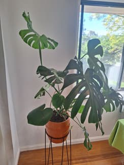 big succulents plants 6