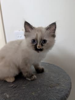 Ragdoll kitten 1 Female 2 month old | Cats & Kittens | Gumtree ...
