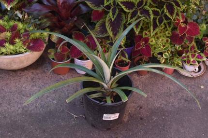pineapple plants in Sydney Region, NSW | Plants | Gumtree Australia Local  Classifieds