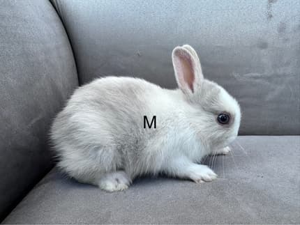 Netherlands bunnies ready to good home | Rabbits | Gumtree Australia ...