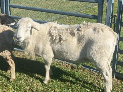 Aussie white Ram and Aussie white x dorper Ram lamb | Livestock ...