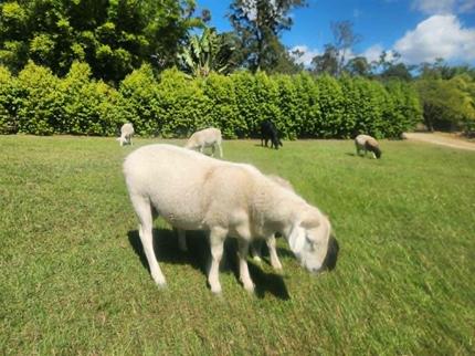 Australian White Ram for sale | Livestock | Gumtree Australia Fraser ...