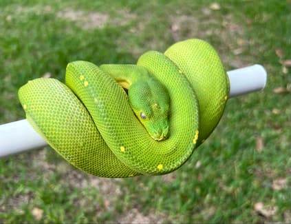 Nsw Green Python Adult green tree python | Reptiles & Amphibians | Gumtree Australia ...