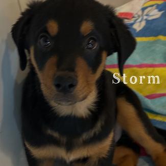 Border Collie Rott Rottweiler X border collie Puppies