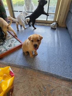 Labrador x sher pei puppies | Dogs & Puppies | Gumtree Australia Lake ...