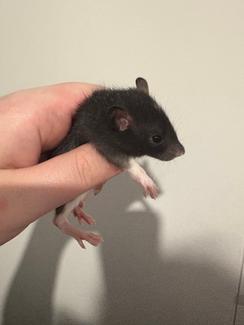 Boy Rats - 5 week old