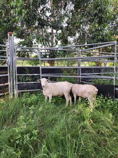 Aussie white rams | Livestock | Gumtree Australia Hawkesbury Area ...