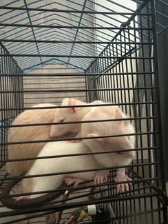 2x Baby Rats - Female
