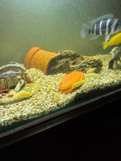 Electric Yellow African Cichlids | Fish | Gumtree Australia Ipswich ...