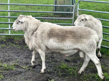 Aussie White Breeding rams 12&24 mths old