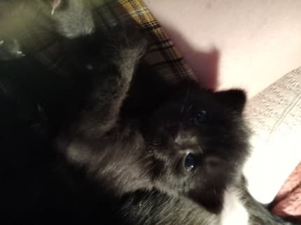 Fully Kitten Female kitten ready in a few weeks