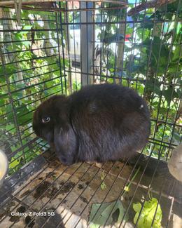 Minlock Rabbit minilop rabbits for sale $35/each