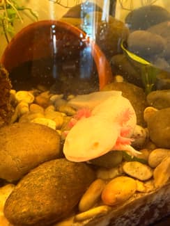 Pink Axolotl | Fish | Gumtree Australia Rockingham Area - Baldivis ...