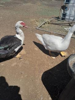 Muscoby Drake Young Muscovy drakes | Livestock | Gumtree Australia Toowoomba ...