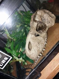 stimson python | Reptiles & Amphibians | Gumtree Australia Rockingham ...
