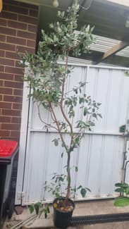 pineapple plant in Melbourne Region, VIC | Plants | Gumtree Australia Local  Classifieds